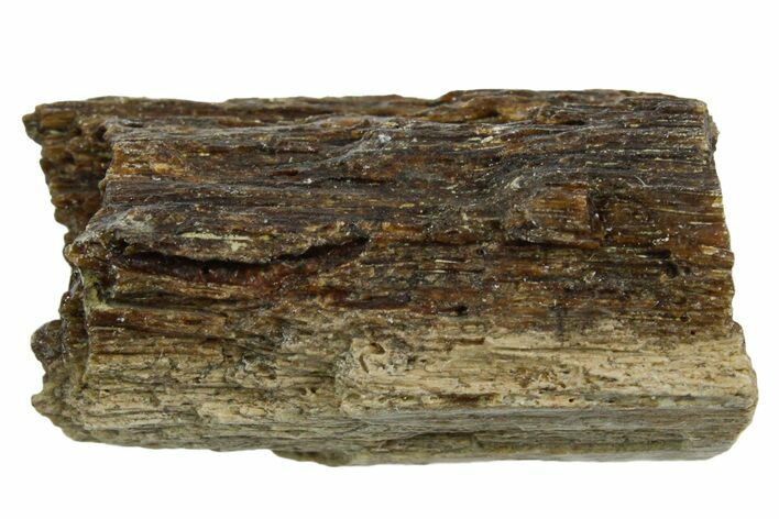 Fossil Tyrannosaur (T rex) Bone Section - Wyoming #352867